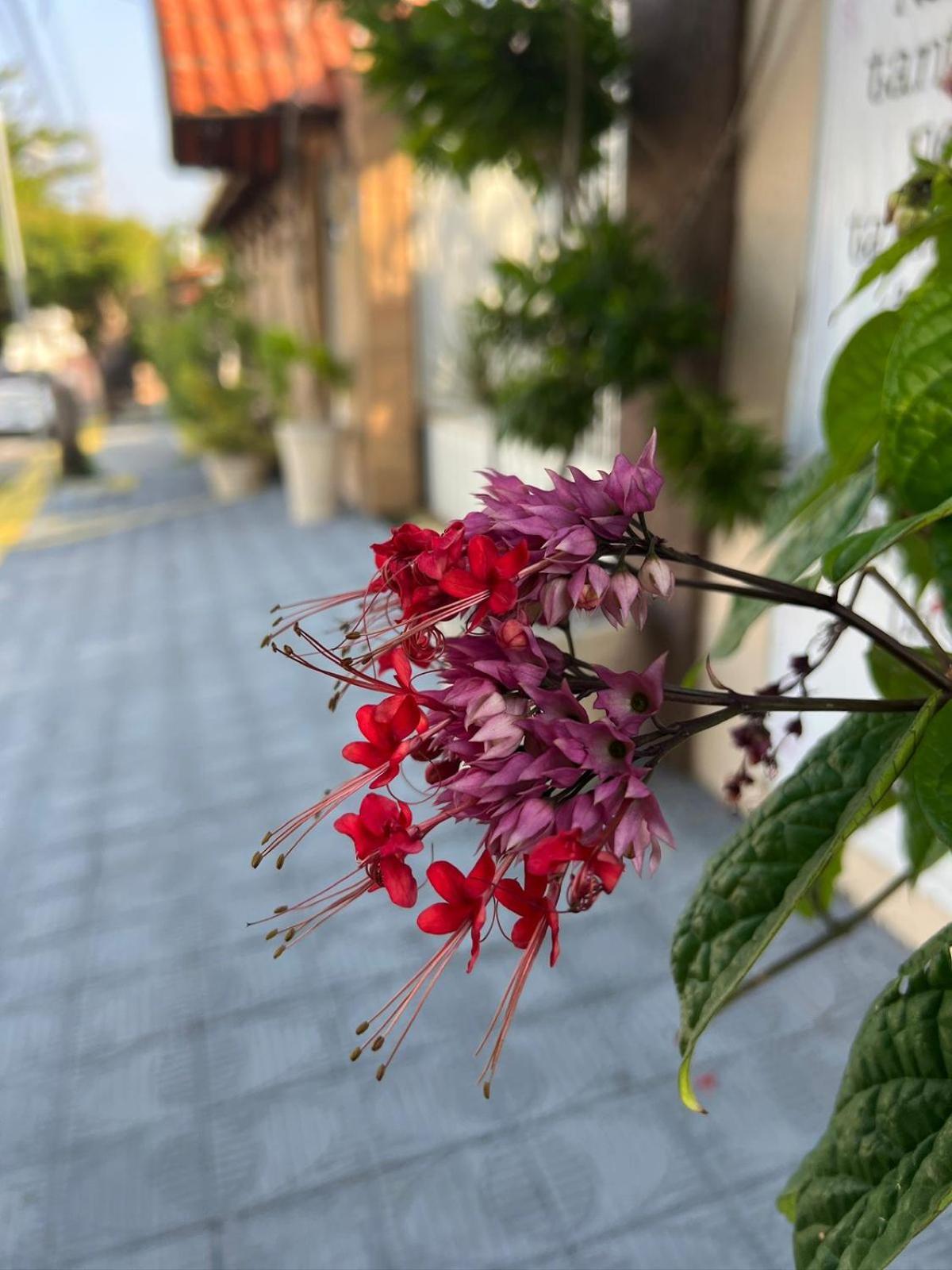 Flor Dalia Inn Natal